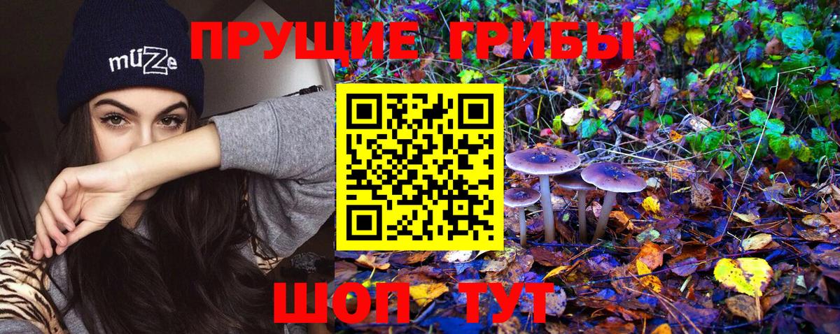 Тосно  Псилоцибиновые грибы Cubensis  Псилоцибиновые грибы Psilocybine cubensis  Вход с VPN 