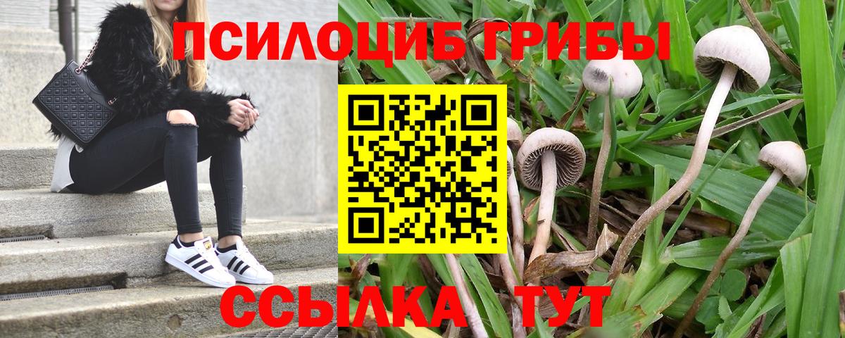 Псилоцибиновые грибы мухоморы  Тосно  где купить наркоту  Псилоцибиновые грибы Cubensis 